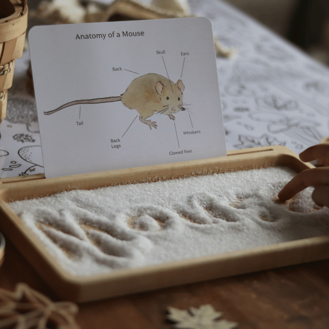 Barn Owl Nature Study - Image 8