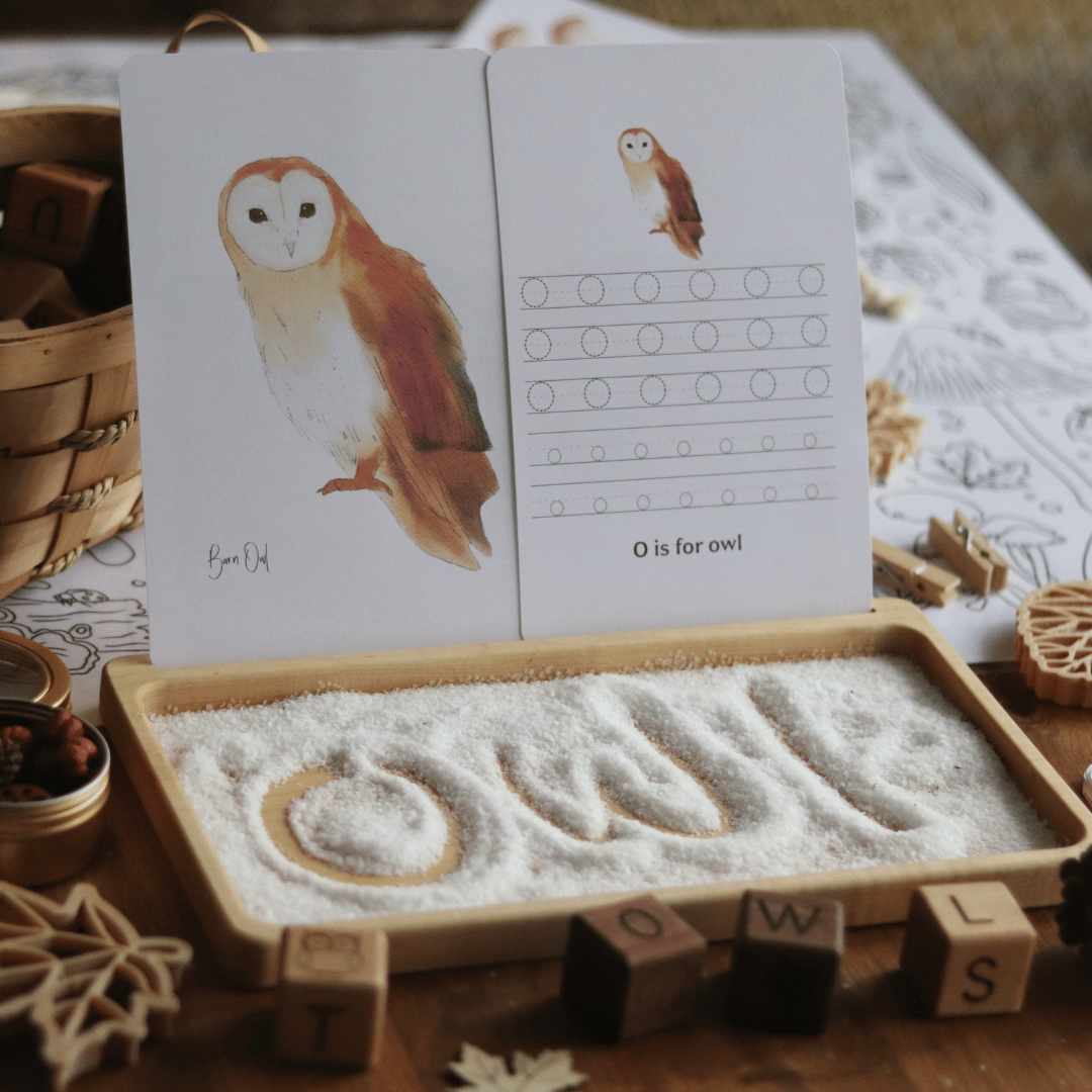 Barn Owl Nature Study - Image 6
