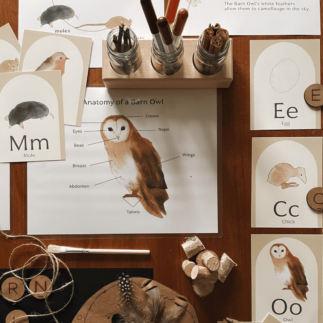 Barn Owl Nature Study - Image 3