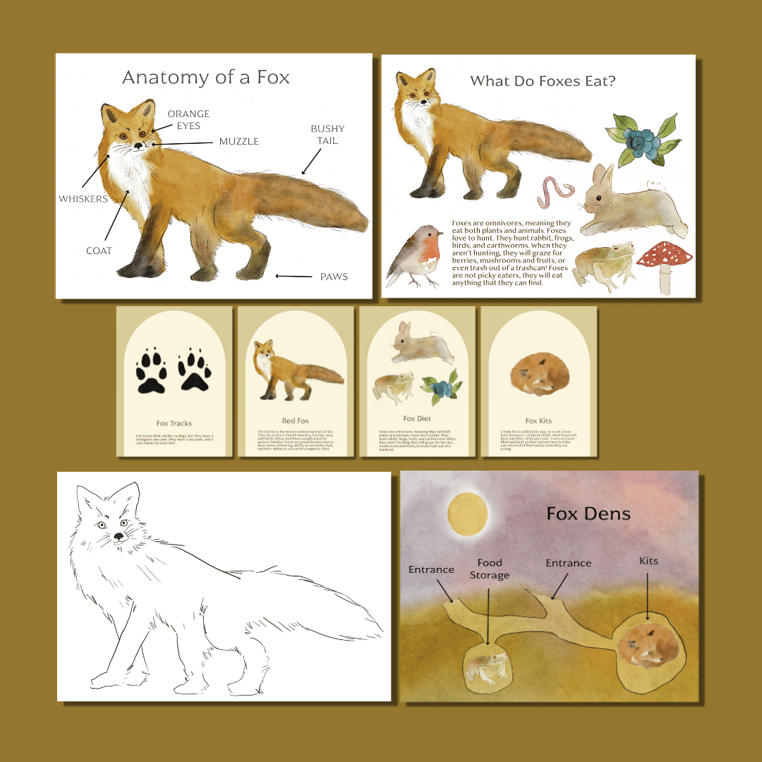 Fox Nature Study - Image 4