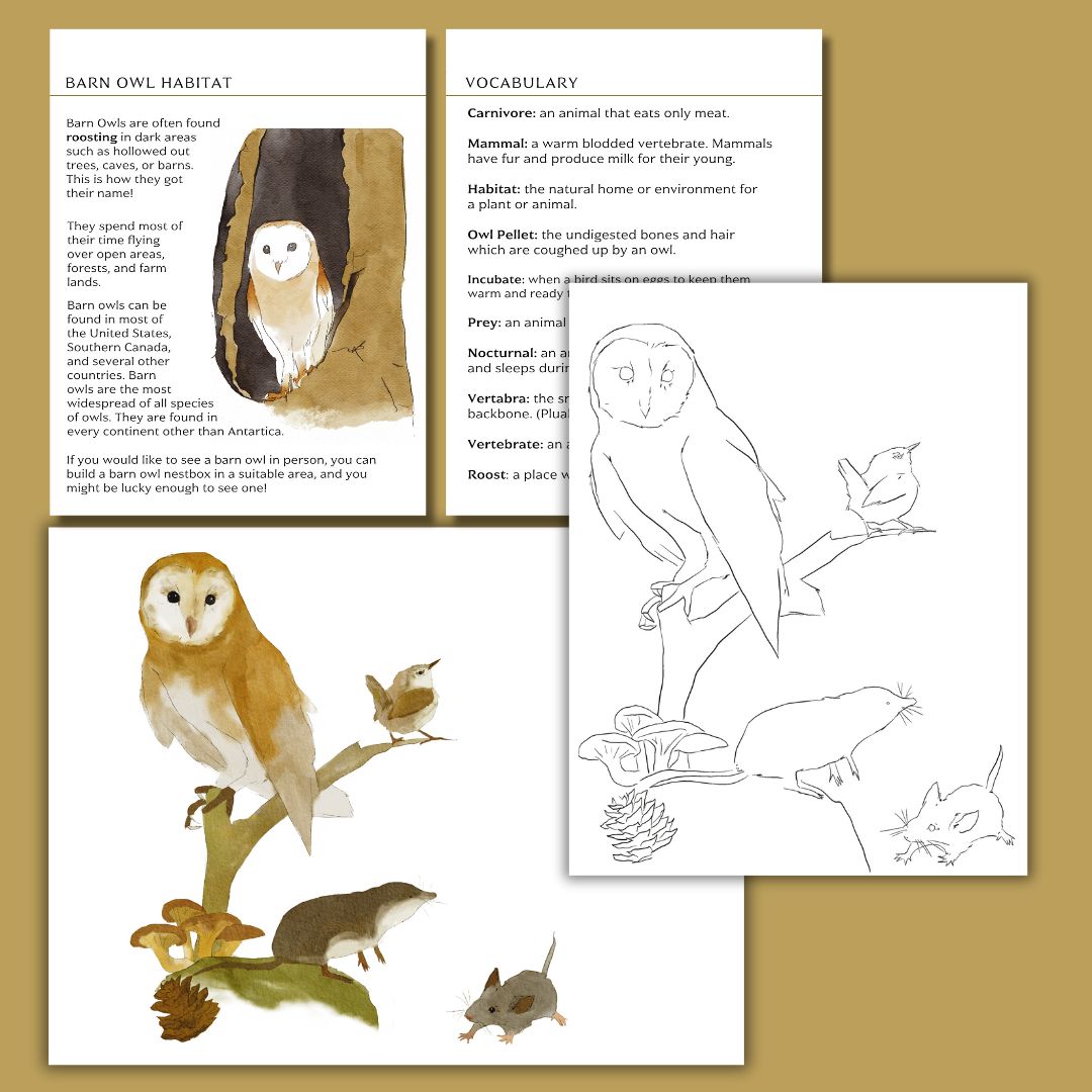 Barn Owl Nature Study - Image 5