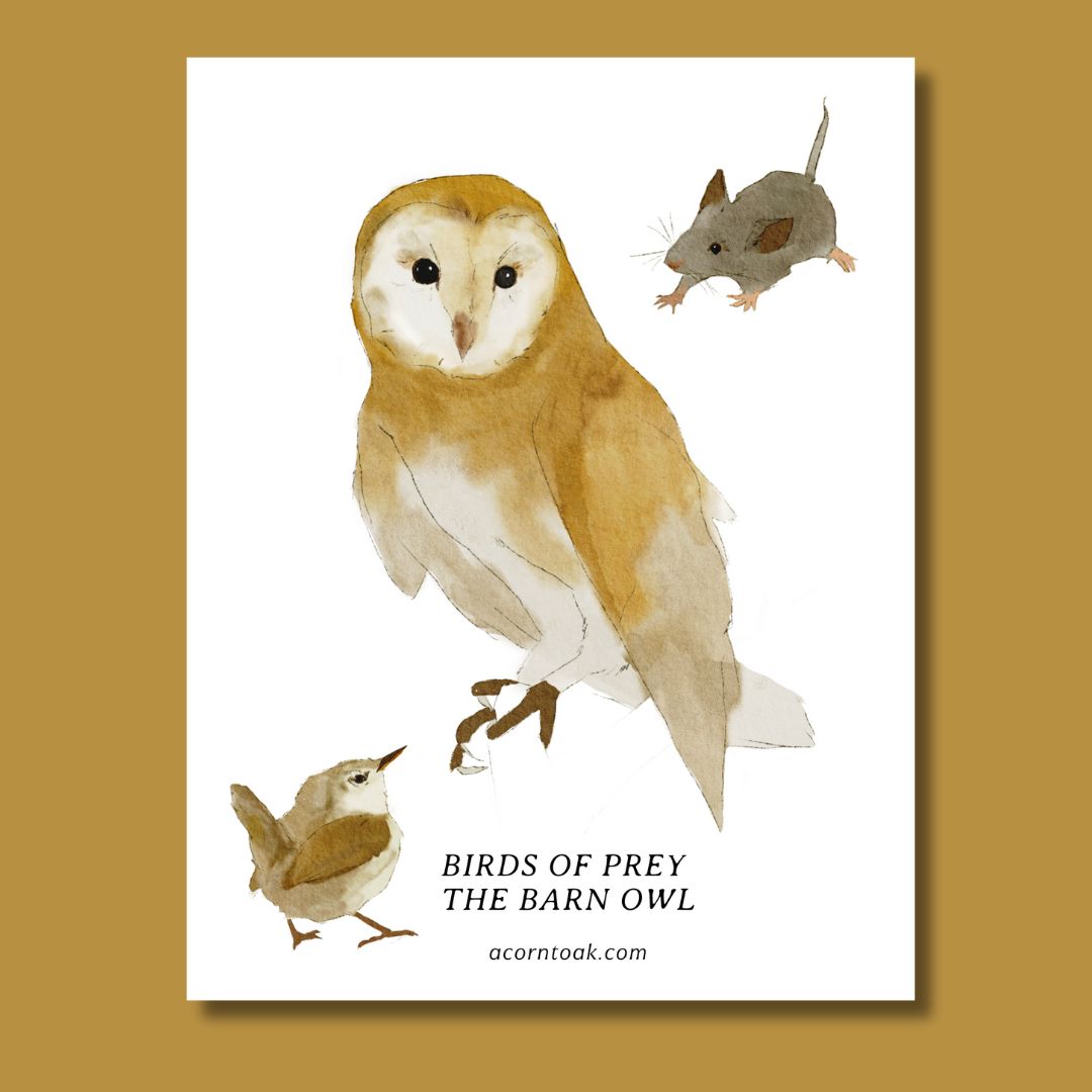 Barn Owl Nature Study - Image 2