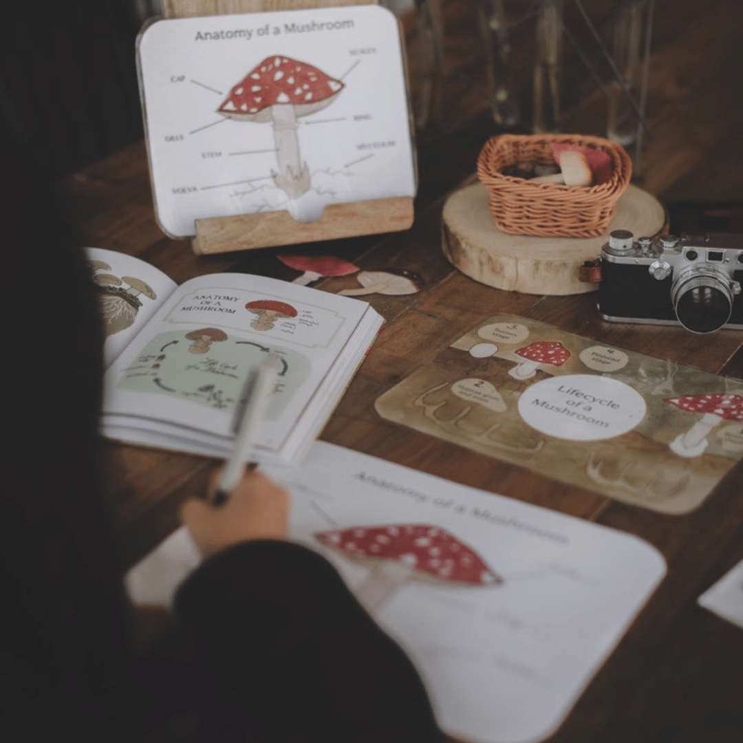 Mushroom Study - Image 7