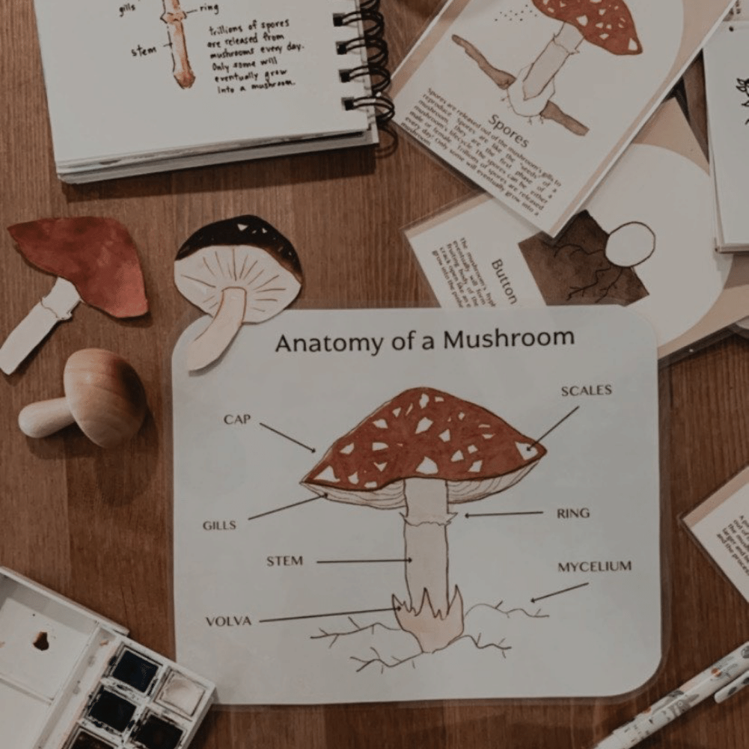 Mushroom Study - Image 5