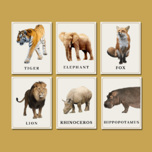 Zoo Animal Flash Cards