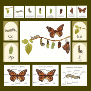Monarch Butterfly Lifecycle Nature Study