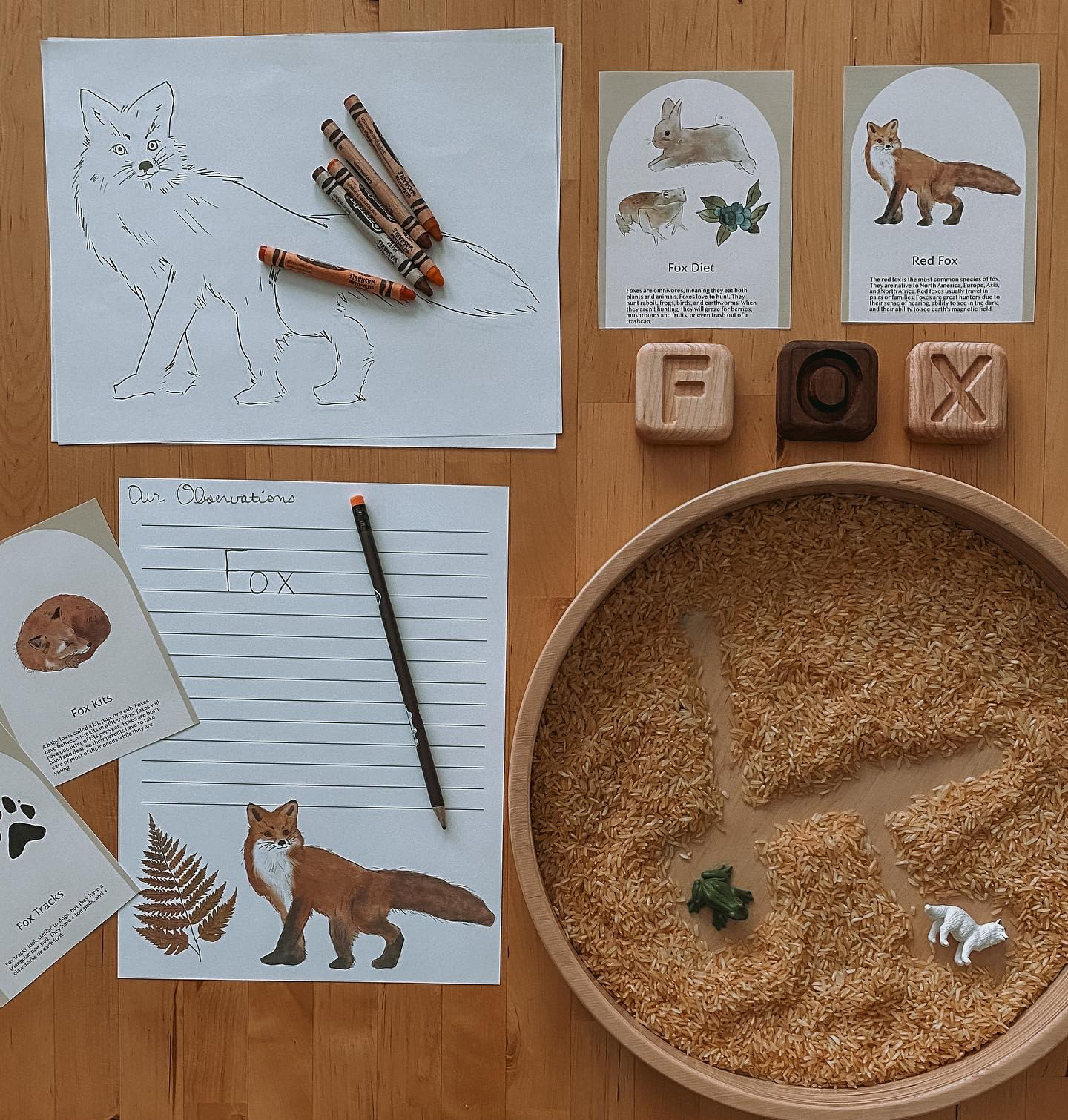 Fox Nature Study - Image 2