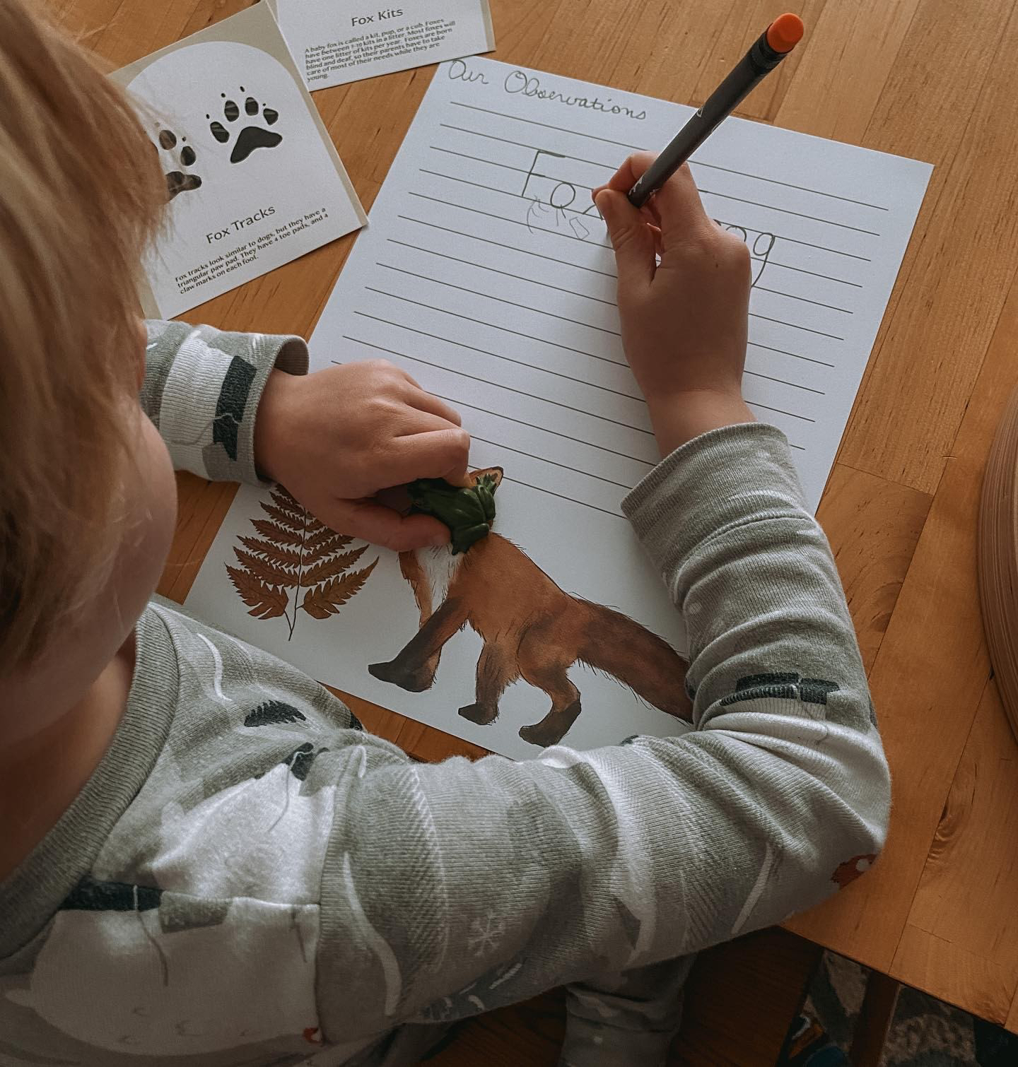 Fox Nature Study - Image 3