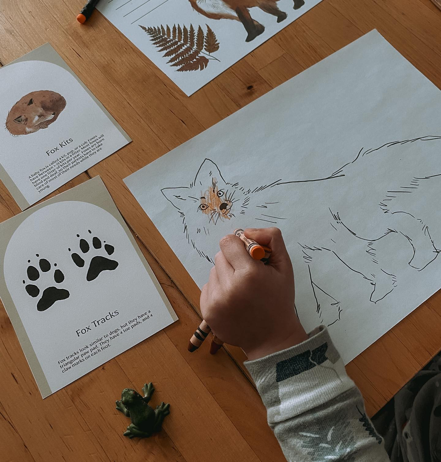 Fox Nature Study