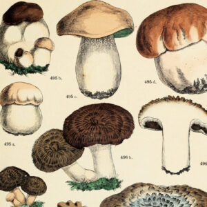 Vintage Mushroom Posters
